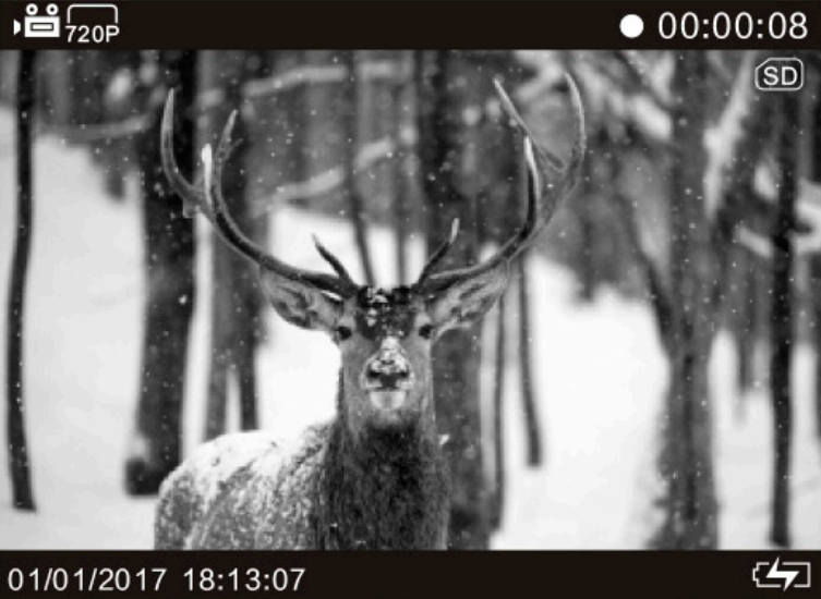 Fotopułapka DOGTRACE D-Guard 940 - Podgląd zdjęcia na fotopułapce